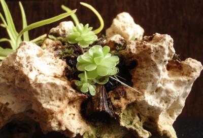 Pinguicula jaumavensis 2013.04.08 2.JPG