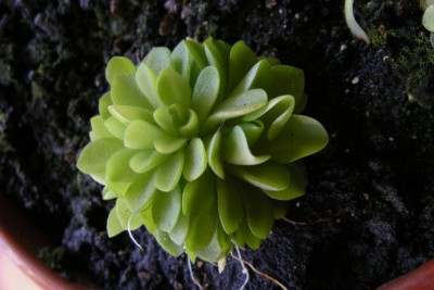 P.ehlers 'kamuoliukas'.JPG