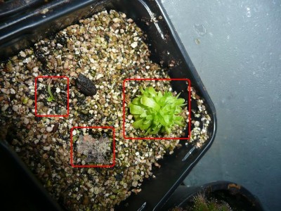 gracilis.JPG