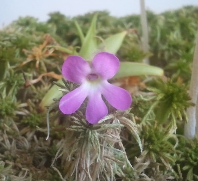 Pinguicula moctezumae 2012-08-10 18.00.14.jpg