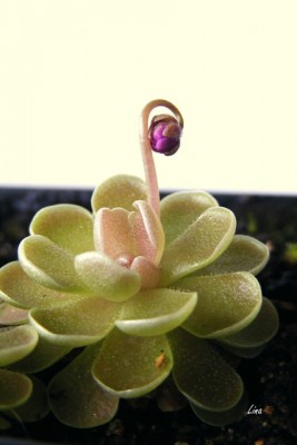 Pinguicula debbertiana'15.jpg
