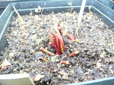 Sarracenia minor ziedpumpuris.JPG