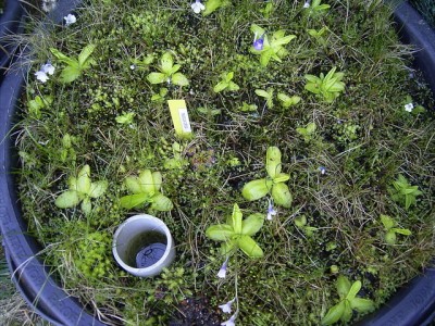 pinguicula030.jpg