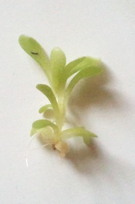 Pinguicula ehlersiae 2012-06-20.jpg