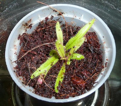 Drosera_adeliae.JPG