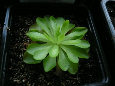 Pinguicula ehlersiae 1.JPG