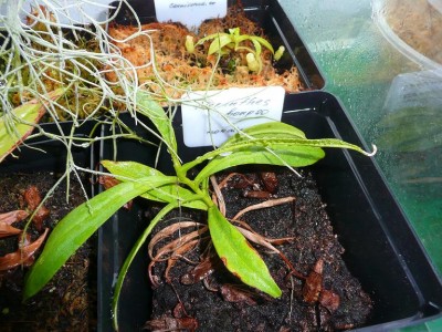 Nepenthes bongso mazas.JPG