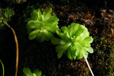 DSCF3720.JPG