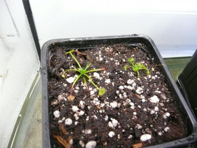 Drotundifolia.JPG