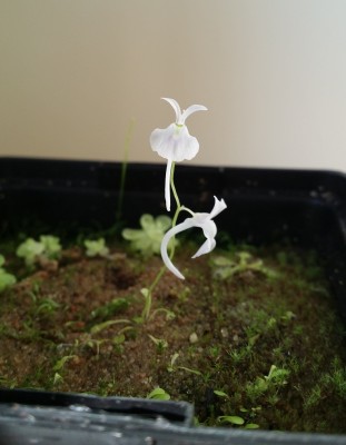 Utricularia sandersonii 2014-02-28.jpg