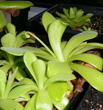Pinguicula agnata.JPG