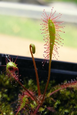 D. anglica'1..JPG