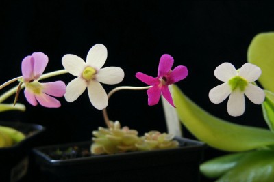 Pin. esseriana, Pin. agnata, Pin. debbertiana, Pin. gigantea.jpg