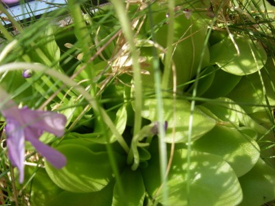 tensijax-2.jpg