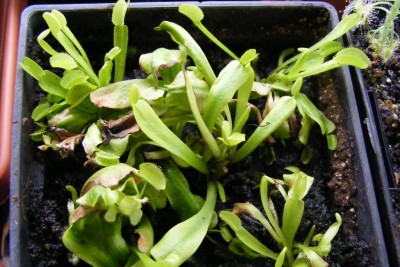 D. muscipula 'Microdent'.JPG