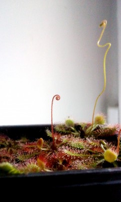 Drosera spatulata ruosiasi zydeti 2012-06-20.jpg