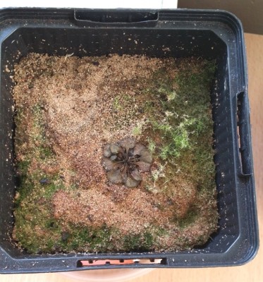 Drosera rupicola 2014-03-10.jpg