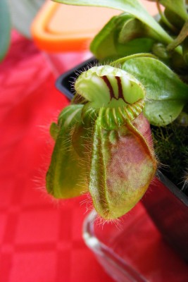 DSCF7900.JPG