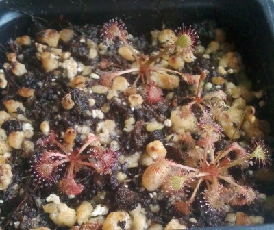 Drosera capillaris 2012-06-20.jpg