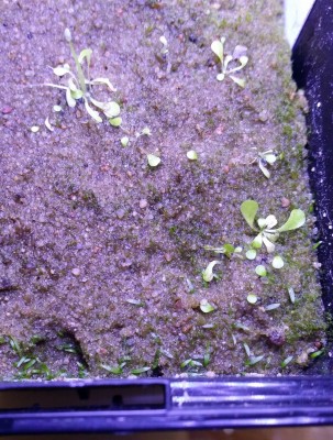 Utricularia sandersonii ir U. subulata 2013-12-31.jpg