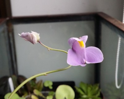 Utricularia longifolia 2014-01-10 1.jpg