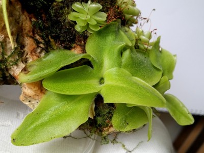 Pinguicula grandiflora 2014-09-03 1.jpg