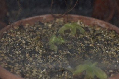 primuliflora.jpg