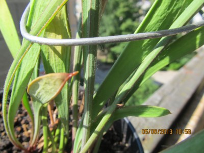IMG_2672.JPG