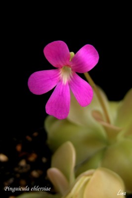pinguicula ehlersiae..jpg