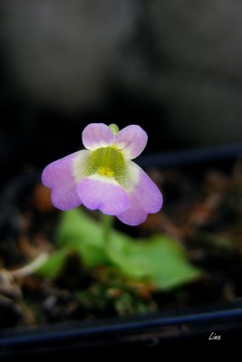 Pinguicula hirtiflora'15.jpg