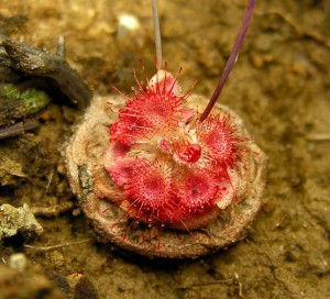 Drosera-6.jpg