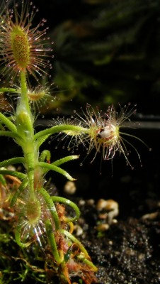 D. scorpioides....JPG