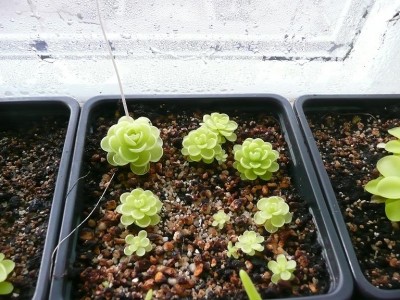 Pinguicula jaumavensis.JPG