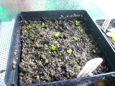 Pinguicula valisnerifolia.JPG