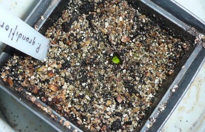 Pinguicula grandiflora miegantis pumpuras2.JPG