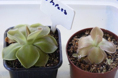 P.Ehlersiae 2012-08-01.JPG