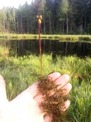 Utricularia sp. 2013-06-20 20.11.10.jpg