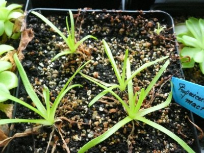 Pinguicula moctesumae.JPG