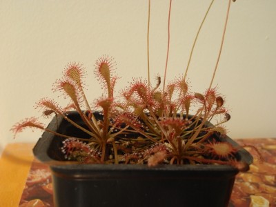 Drosera capillaris 2013.05.08 3.JPG
