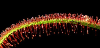 Drosera capensis Red.JPG
