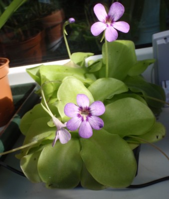 Pinguicula moranensis 2013.08.02.JPG