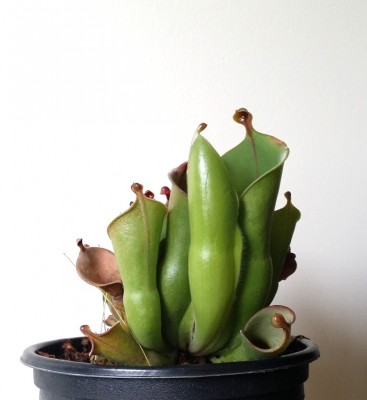 Heliamphora heterodoxa x minor 2014-07-28 2.jpg