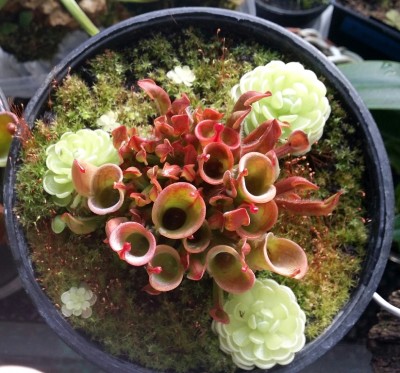Heliamphora minor 2014-11-06 1.jpg