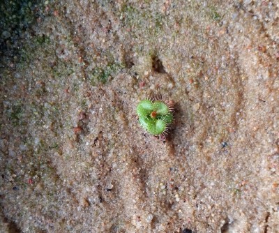 Drosera rupicola 2013-11-02.jpg