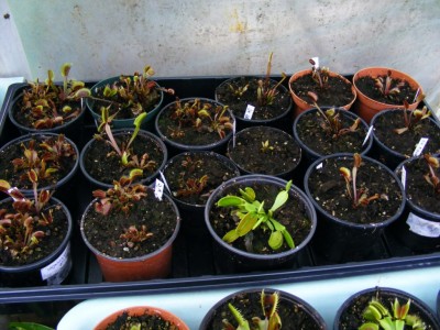 DSCF2609.JPG