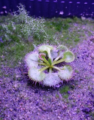Drosera rupicola 2013-12-31 4.jpg