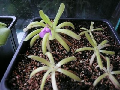 P gracilis moctezumae.JPG