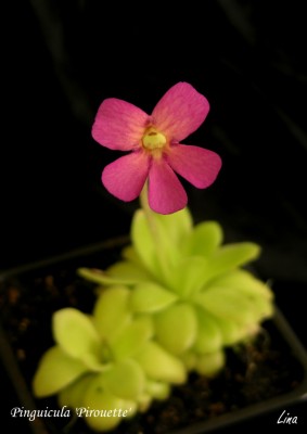 Pinguicula 'Pirouette'13-08.jpg