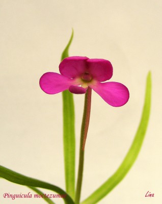 Pinguicula moctezumae'13..jpg