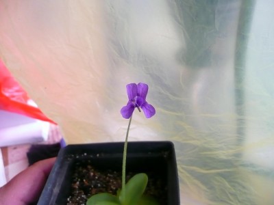 pinguicula grandiflora 9.JPG